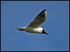 black_headed_gull_143258