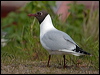 black_headed_gull_143332