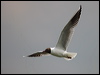 black_headed_gull_170109