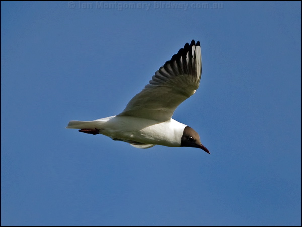 Black-headed Gull black_headed_gull_143258.psd