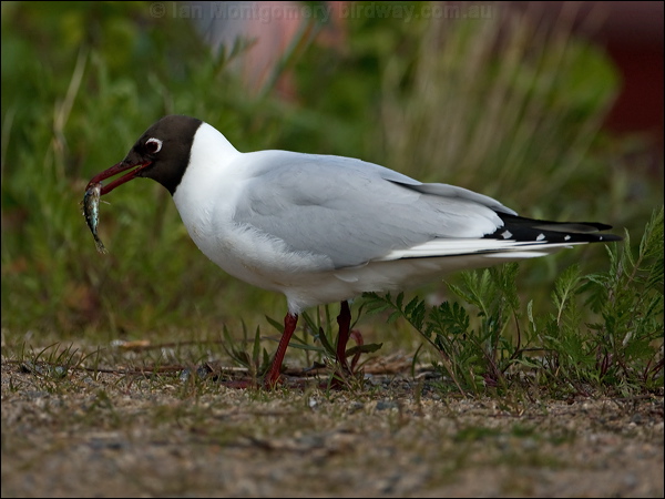 Black-headed Gull black_headed_gull_143330.psd