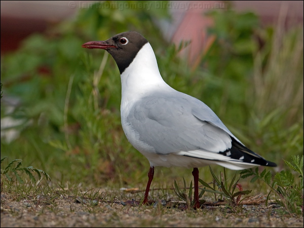 Black-headed Gull black_headed_gull_143332.psd