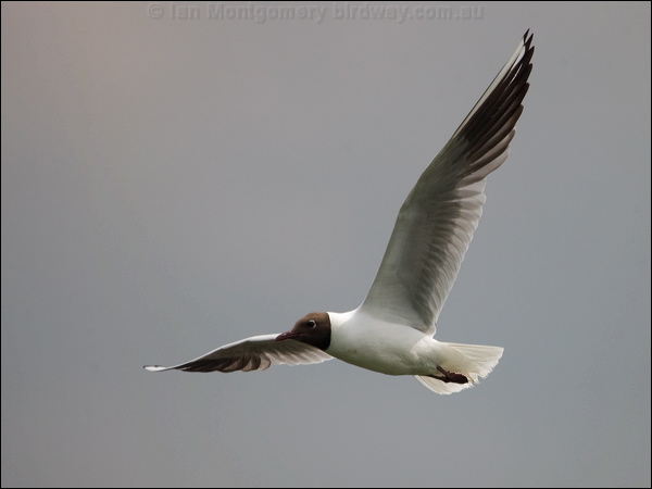 Black-headed Gull black_headed_gull_170109.psd