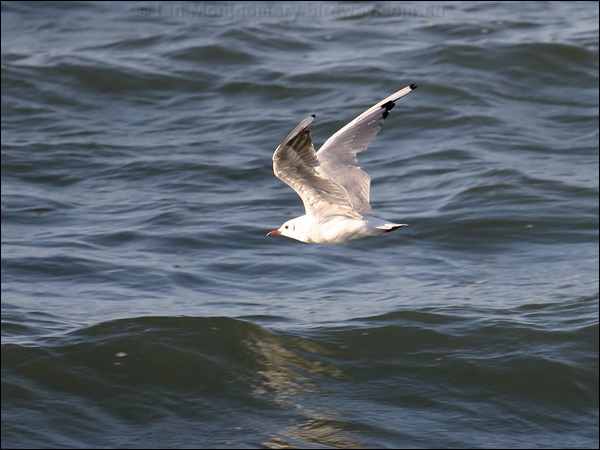 Black-headed Gull black_headed_gull_19111.jpg