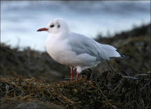 Black-headed Gull black_headed_gull_19233.jpg