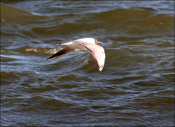 Black-headed Gull black_headed_gull_51760.psd