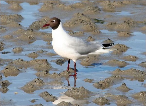 Black-headed Gull black_headed_gull_52004.psd