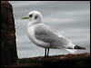 black_leg_kittiwake_05000