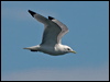 black_leg_kittiwake_144930