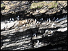 black_leg_kittiwake_51852