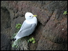 black_leg_kittiwake_52182