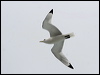 black_leg_kittiwake_52340