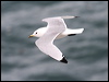 black_leg_kittiwake_52345