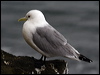 black_leg_kittiwake_68499