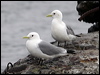 black_leg_kittiwake_68661