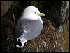 black_leg_kittiwake_68882