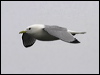 black_leg_kittiwake_69146