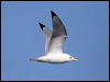 black_leg_kittiwake_69588