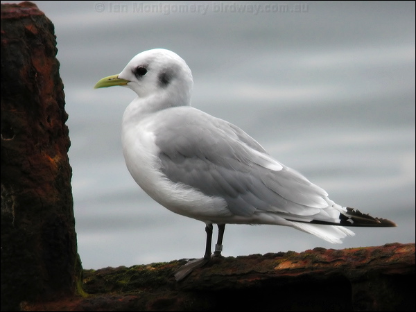 Black-legged Kittiwake black_leg_kittiwake_05000.jpg