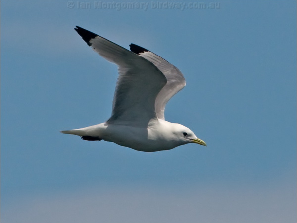 Black-legged Kittiwake black_leg_kittiwake_144930.psd