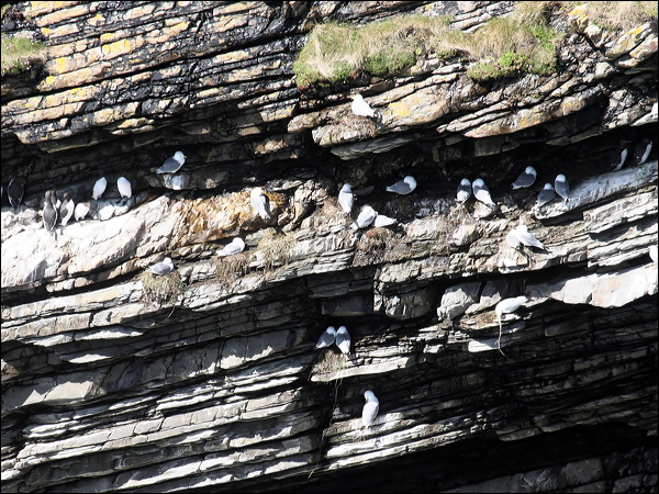 Black-legged Kittiwake black_leg_kittiwake_51852.jpg