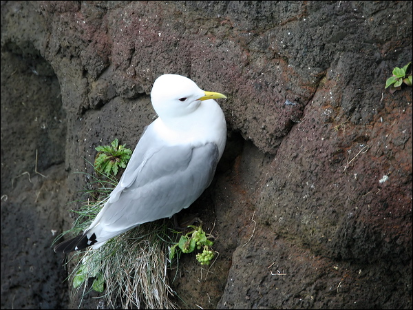 Black-legged Kittiwake black_leg_kittiwake_52182.jpg