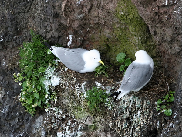 Black-legged Kittiwake black_leg_kittiwake_52245.jpg