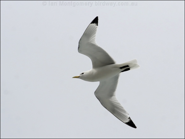 Black-legged Kittiwake black_leg_kittiwake_52340.jpg