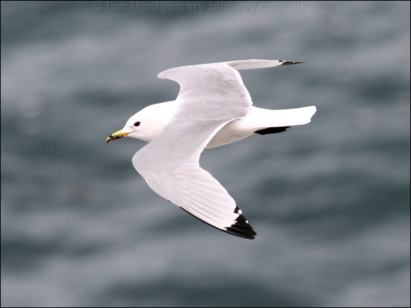 Black-legged Kittiwake black_leg_kittiwake_52345.jpg