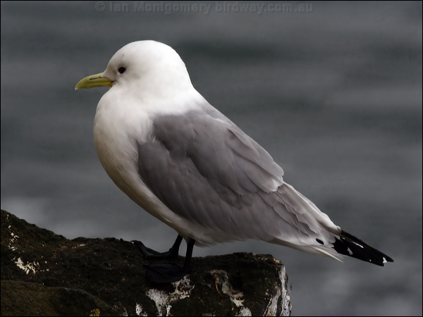 Black-legged Kittiwake black_leg_kittiwake_68499.psd