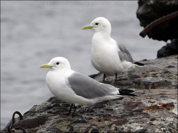 Black-legged Kittiwake black_leg_kittiwake_68661.psd