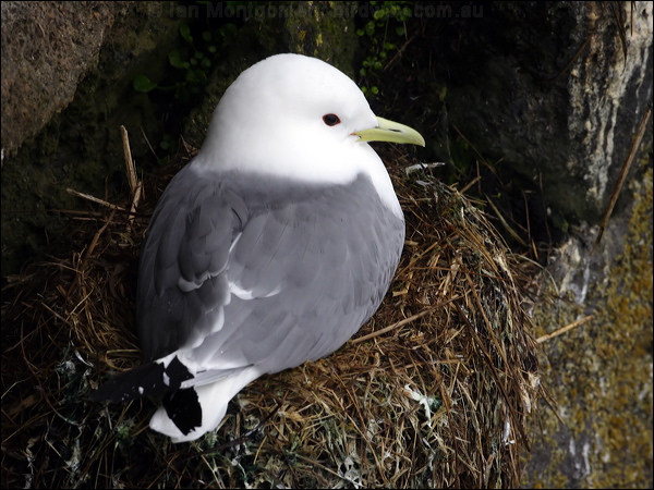 Black-legged Kittiwake black_leg_kittiwake_68882.psd