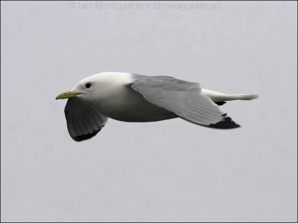 Black-legged Kittiwake black_leg_kittiwake_69146.psd