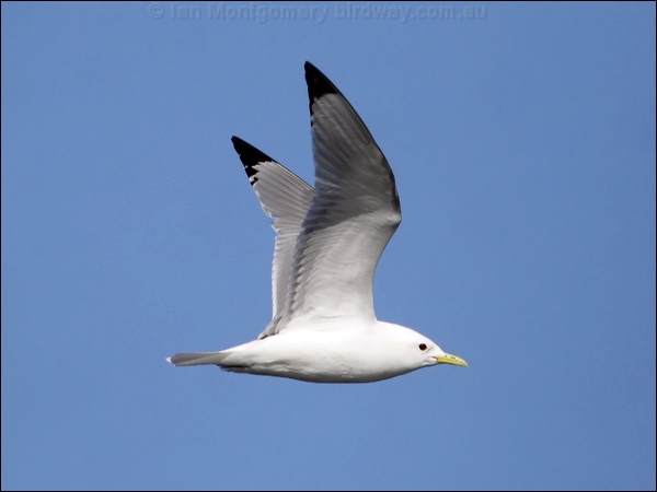 Black-legged Kittiwake black_leg_kittiwake_69588.psd