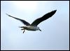 Click here to enter gallery and see photos of Black-tailed Gull