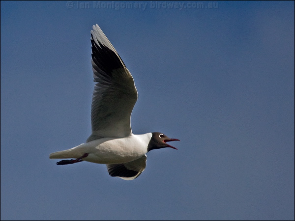 Brown-hooded Gull brown_hood_gull_208420.psd