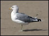 california_gull_107867