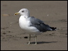 california_gull_107869