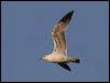 california_gull_66521