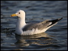 california_gull_66589