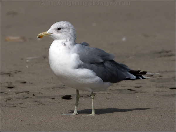 California Gull california_gull_107869.psd