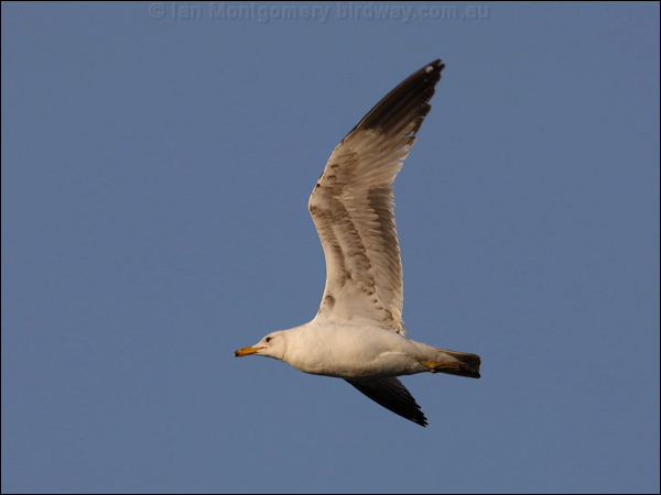 California Gull california_gull_66521.psd