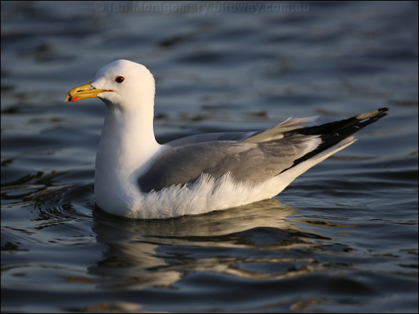 California Gull california_gull_66589.psd