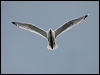caspian_gull_169720