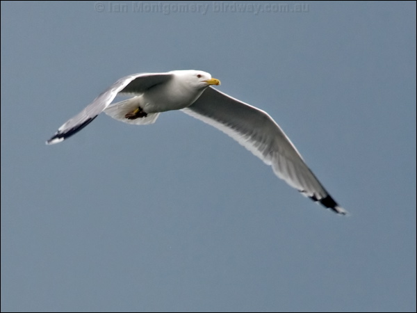 Caspian Gull caspian_gull_169717.psd