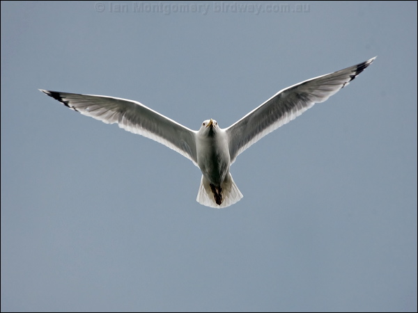 Caspian Gull caspian_gull_169720.psd