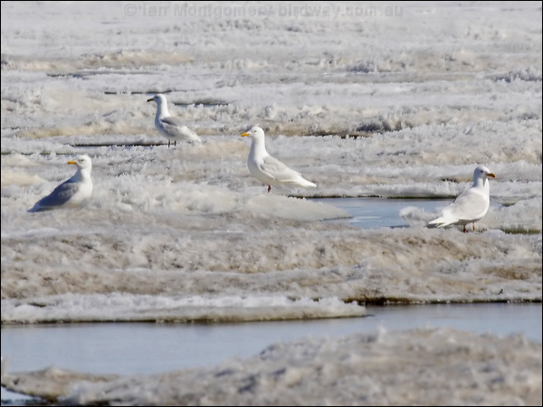 Glaucous Gull glaucous_gull_66442.psd