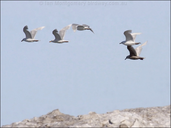 Glaucous Gull glaucous_gull_66448.psd