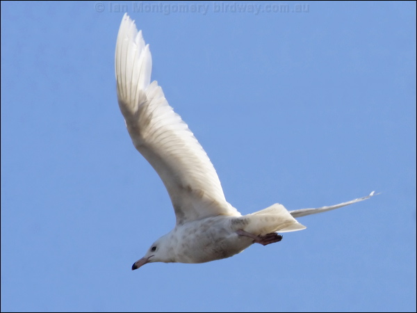 Glaucous Gull glaucous_gull_66452.psd