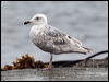 glaucous_winged_gull_68535